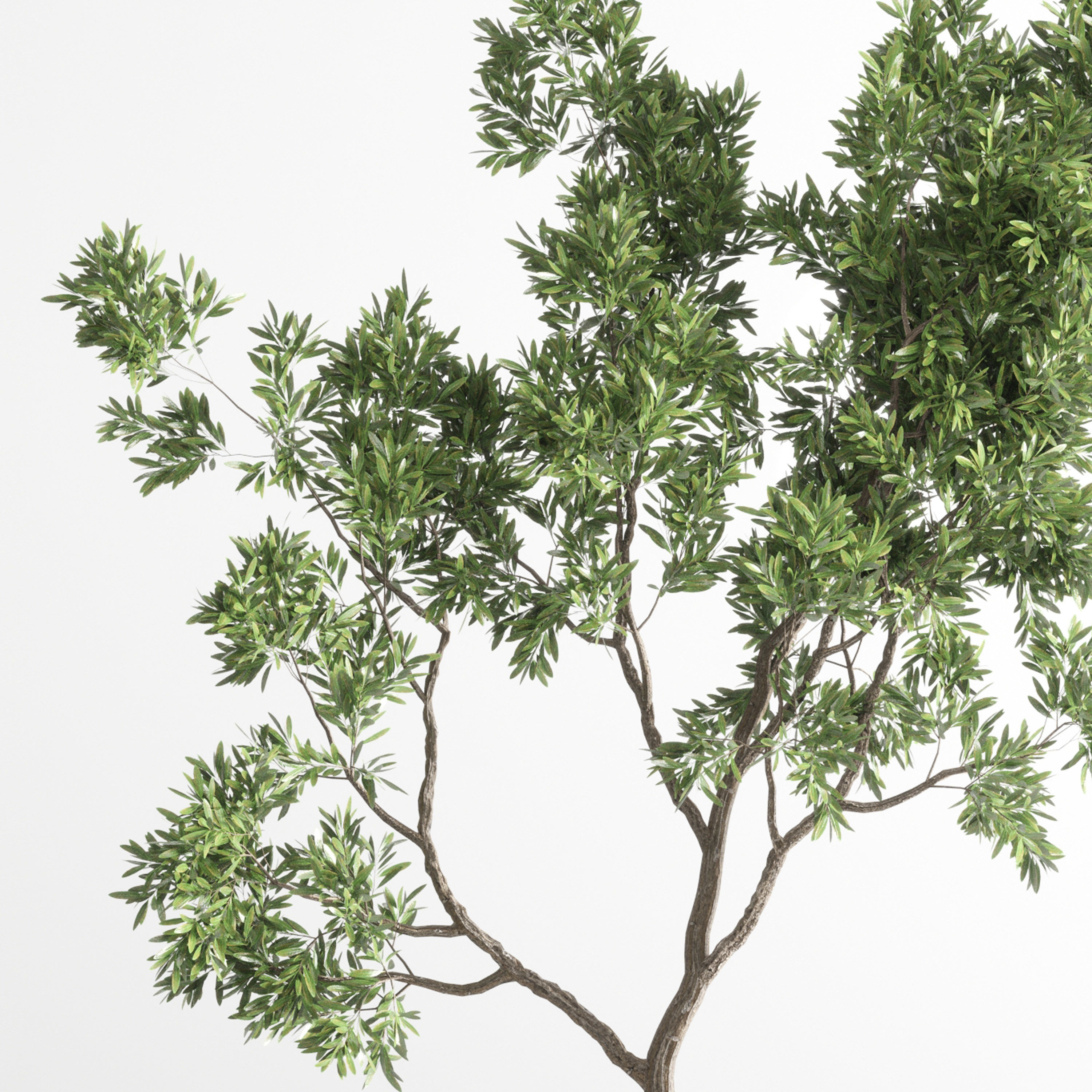 Indoor plant 56 vase handmade-pottery plant tree pot 3D model_2