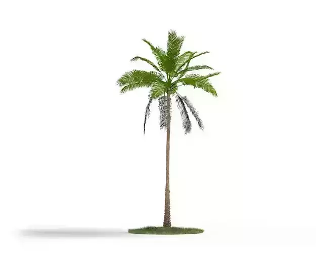 Palm Tree Plant