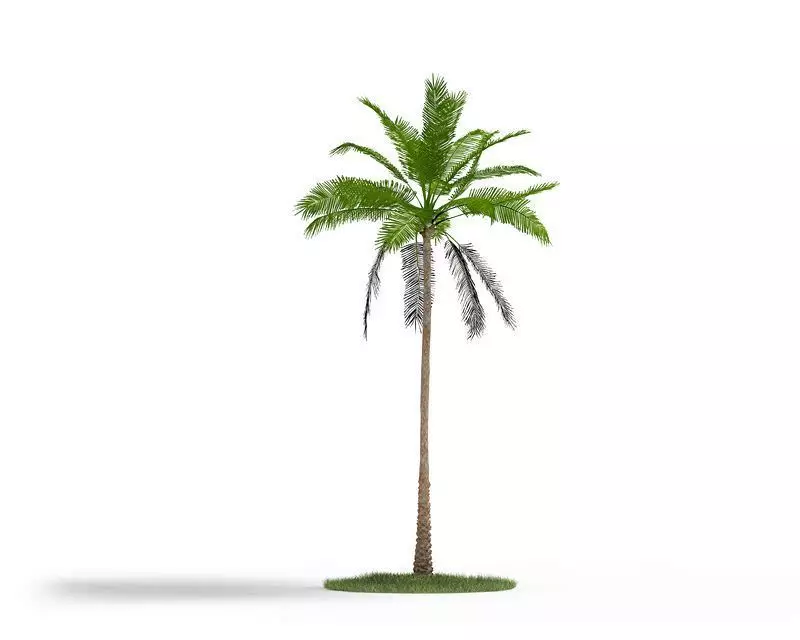 Palm Tree Plant 3D model_0