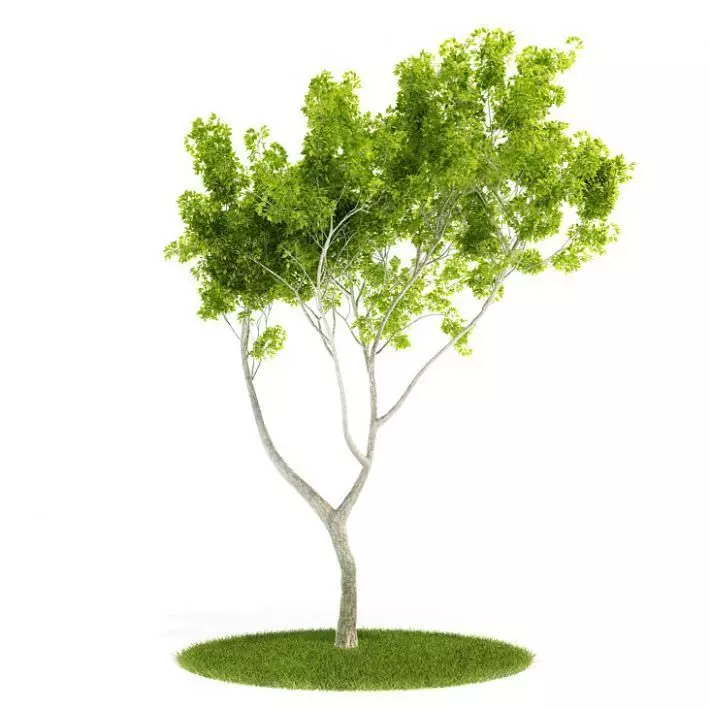 Green Plant Tree 3D model_0