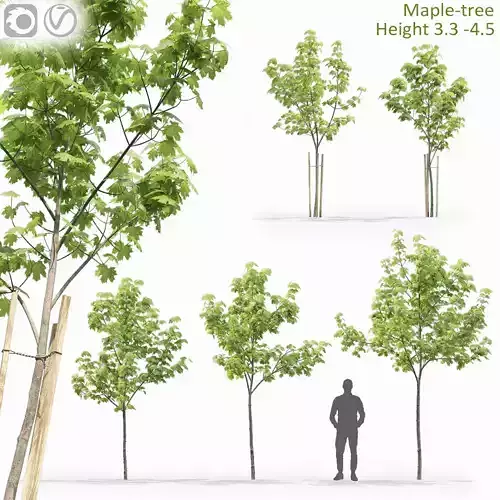 Maple-tree 13 3D model