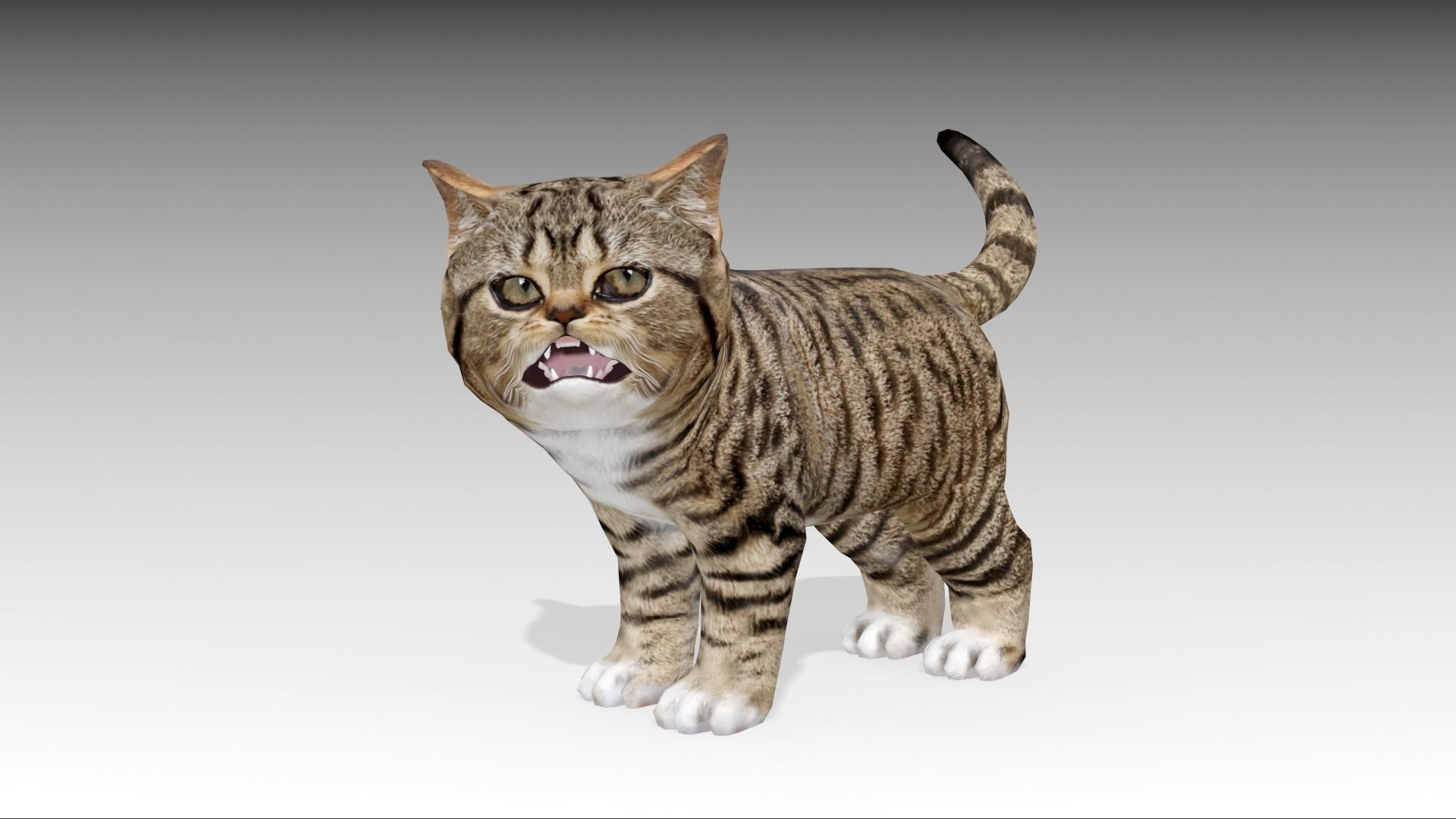 Kitten tabby cat Low-poly 3D model_16