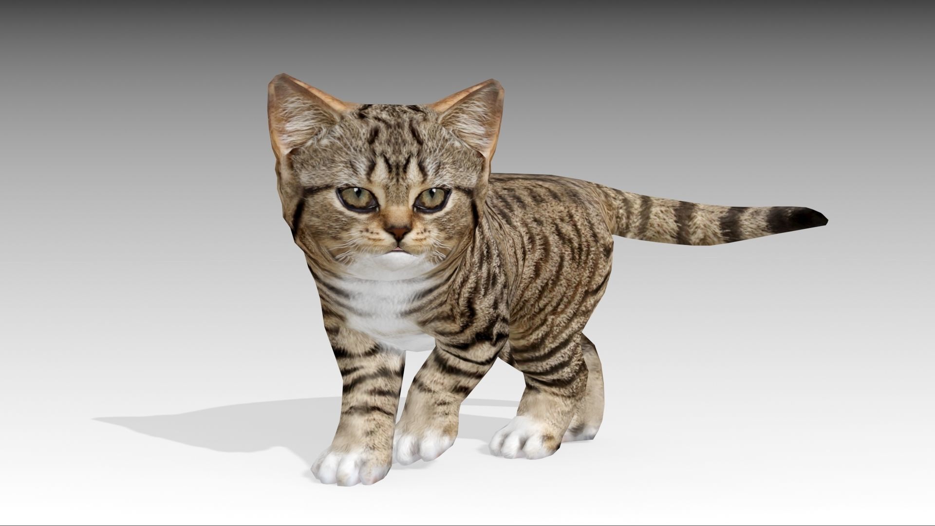 Kitten tabby cat Low-poly 3D model_23