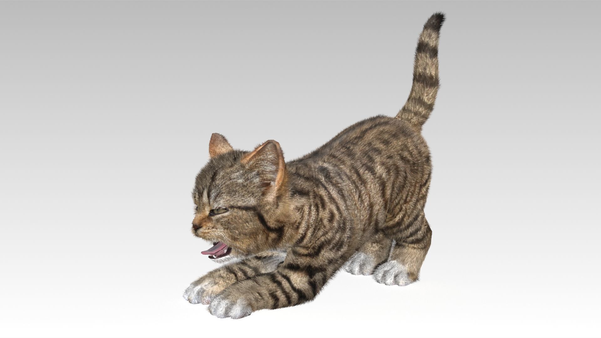 Kitten tabby cat Low-poly 3D model_6
