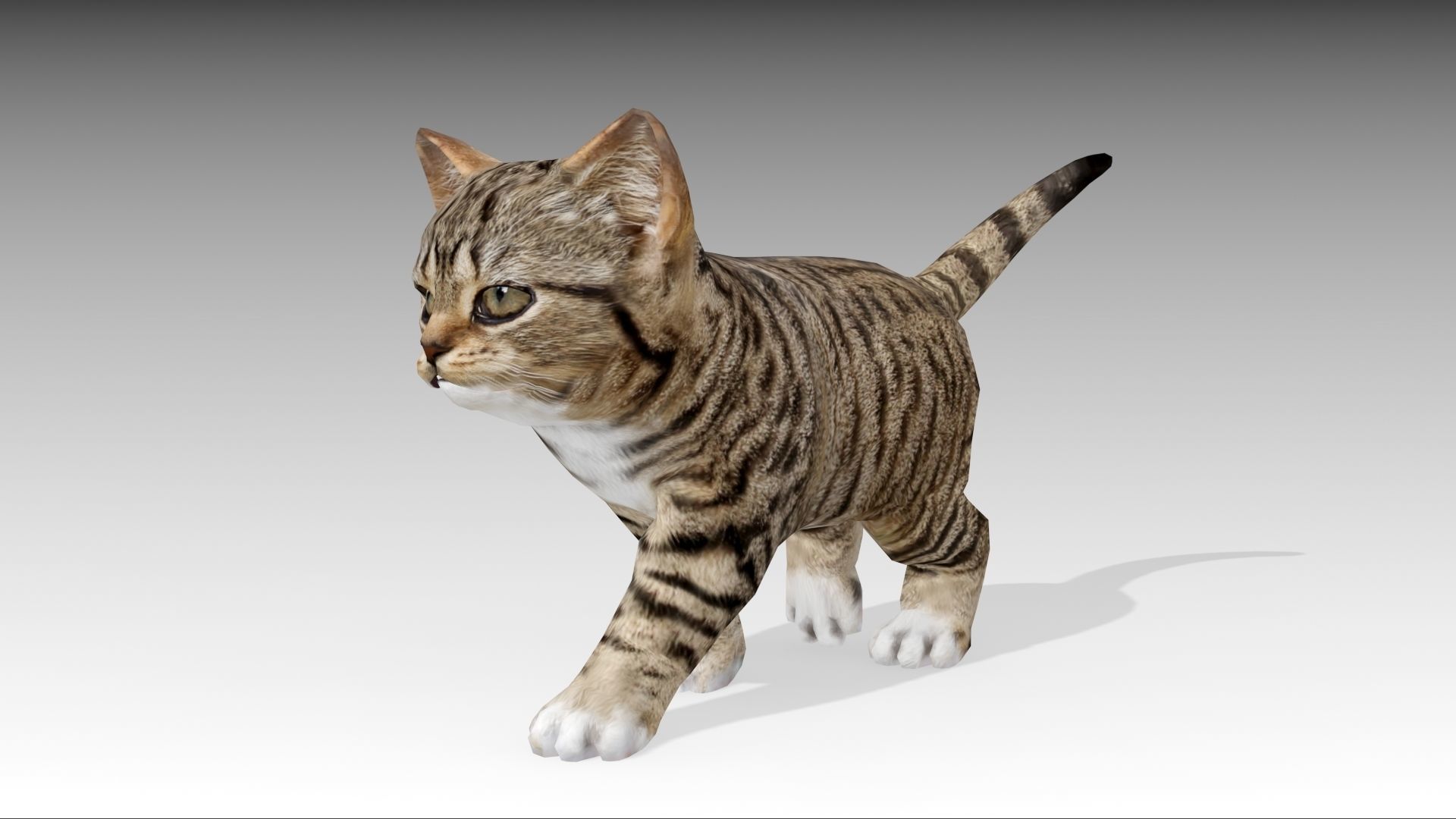 Kitten tabby cat Low-poly 3D model_21