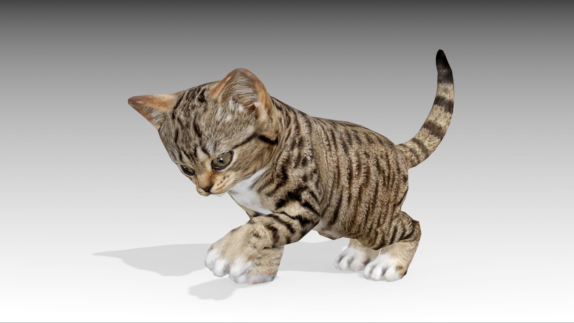 Kitten tabby cat Low-poly 3D model_27