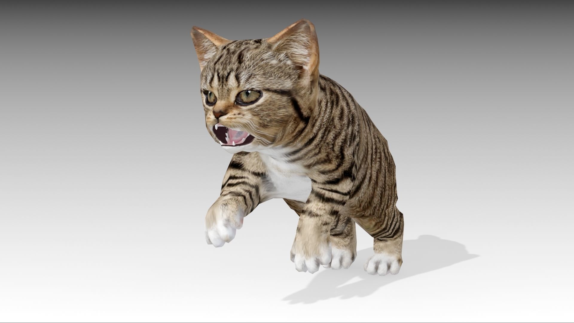 Kitten tabby cat Low-poly 3D model_24