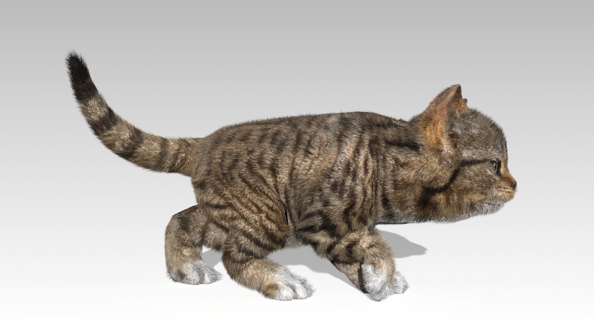Kitten tabby cat Low-poly 3D model_11