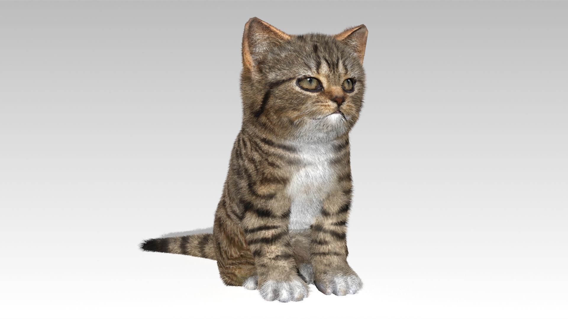 Kitten tabby cat Low-poly 3D model_3