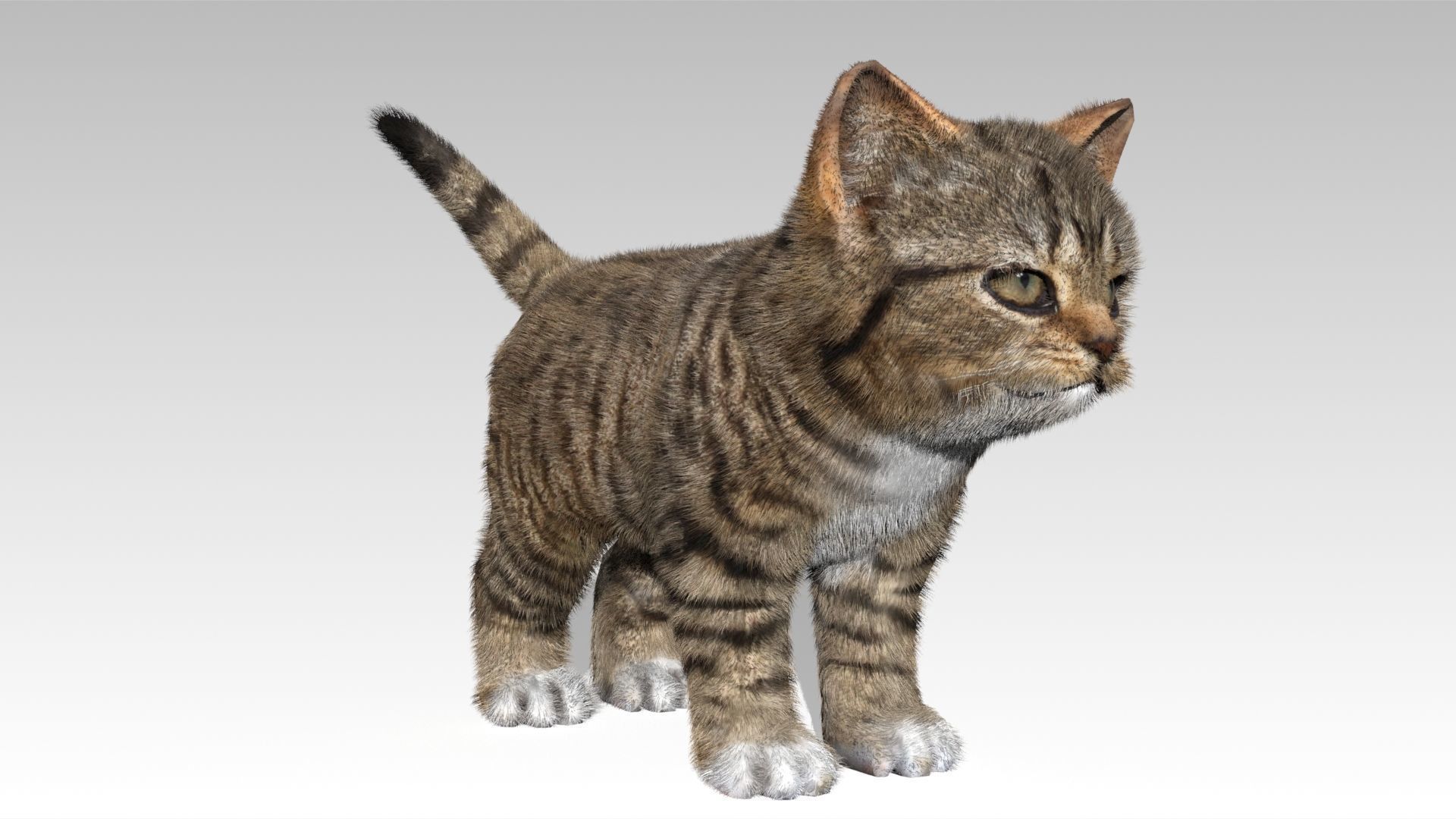 Kitten tabby cat Low-poly 3D model_0