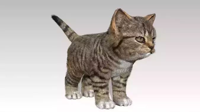 Kitten tabby cat Low-poly 3D model