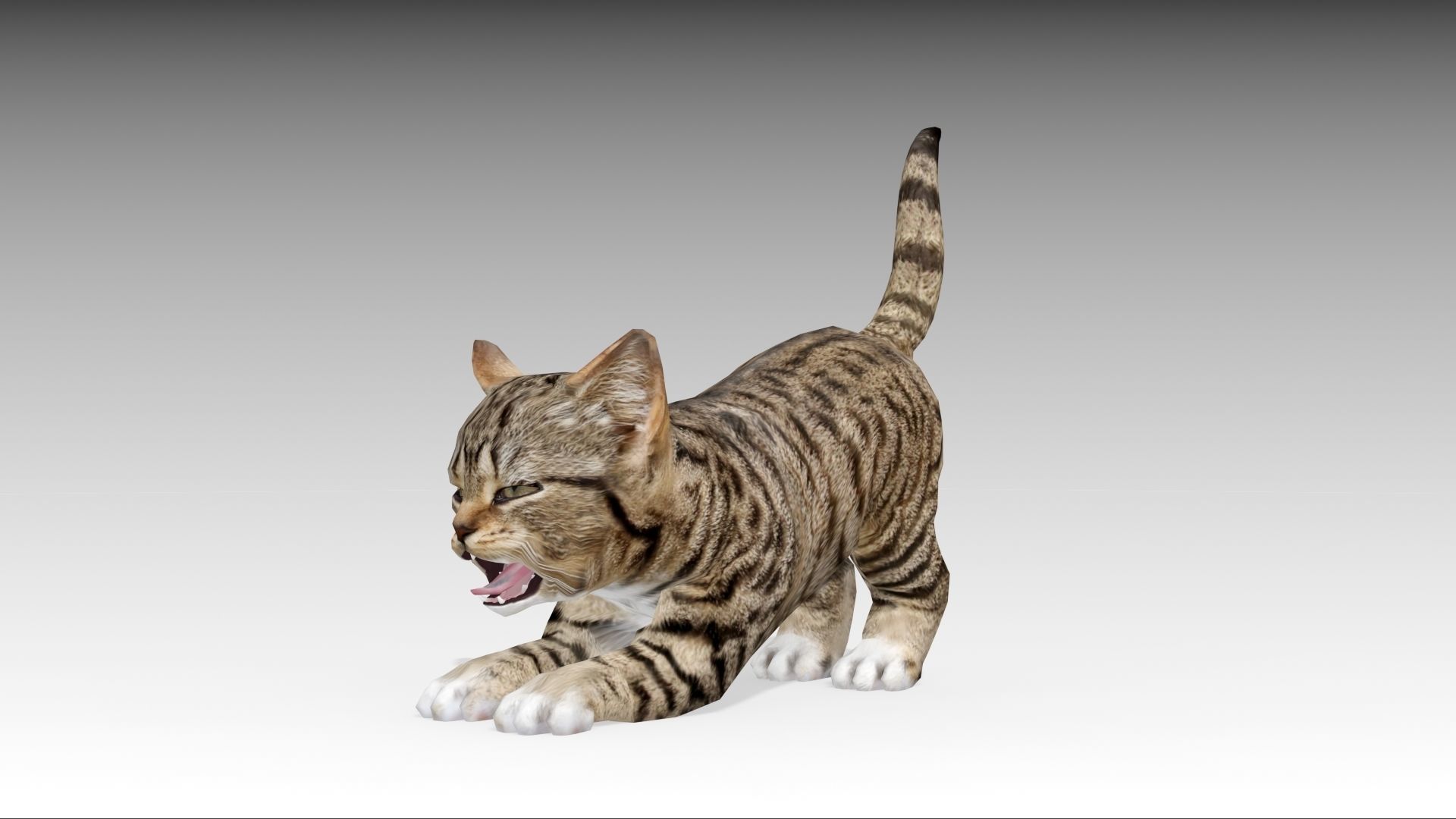 Kitten tabby cat Low-poly 3D model_20