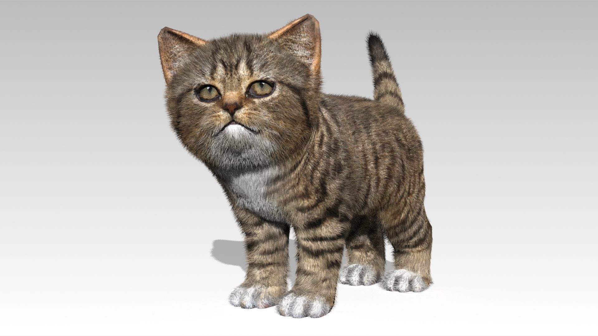 Kitten tabby cat Low-poly 3D model_2