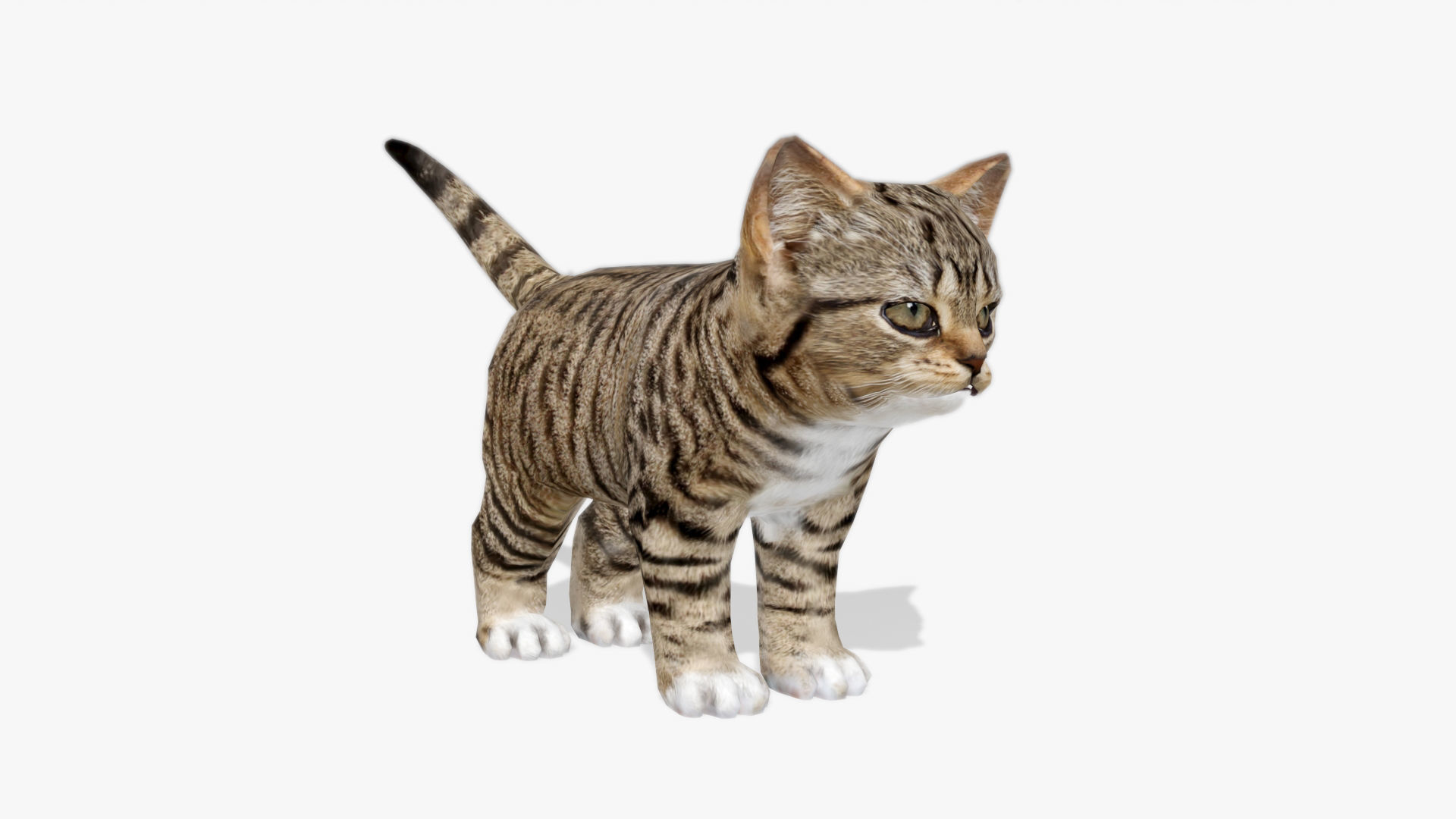 Kitten tabby cat Low-poly 3D model_15