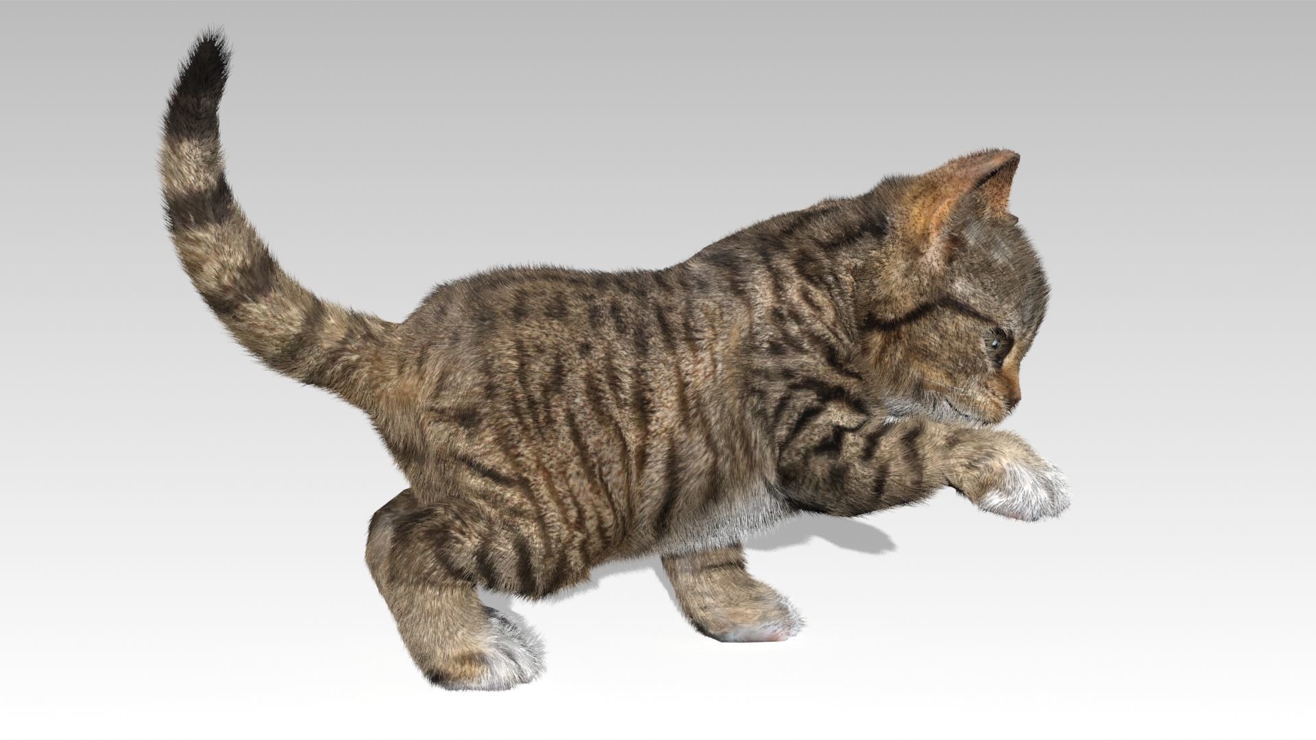 Kitten tabby cat Low-poly 3D model_12