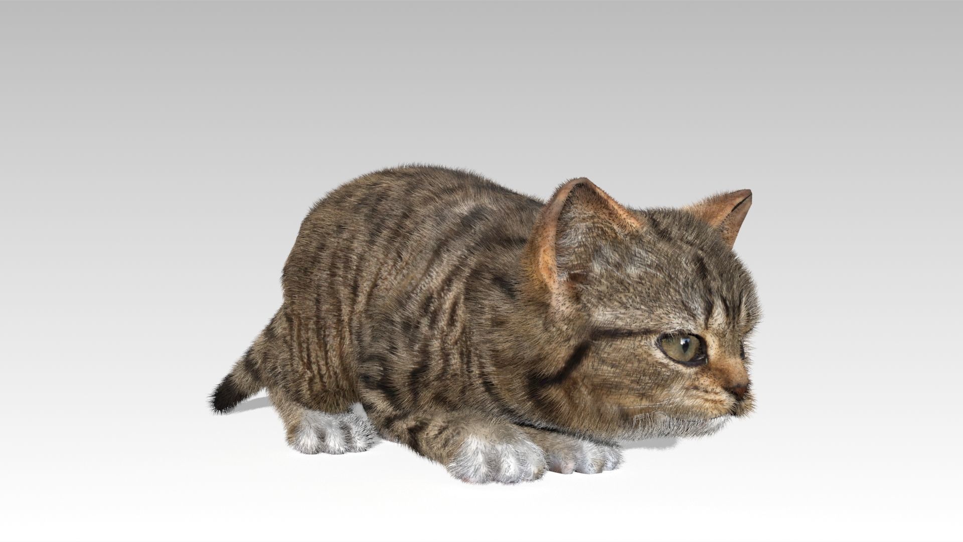 Kitten tabby cat Low-poly 3D model_14