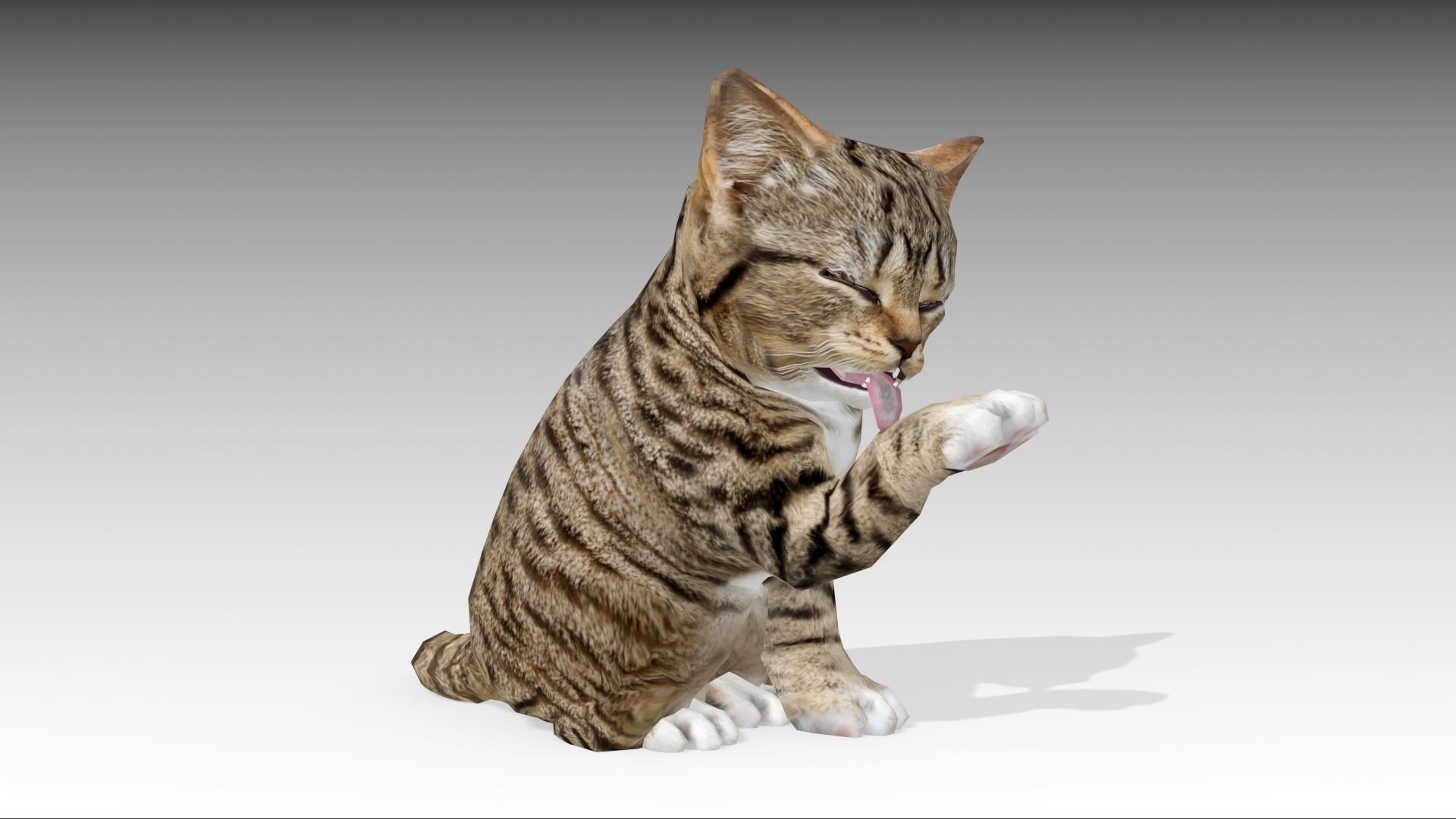 Kitten tabby cat Low-poly 3D model_18