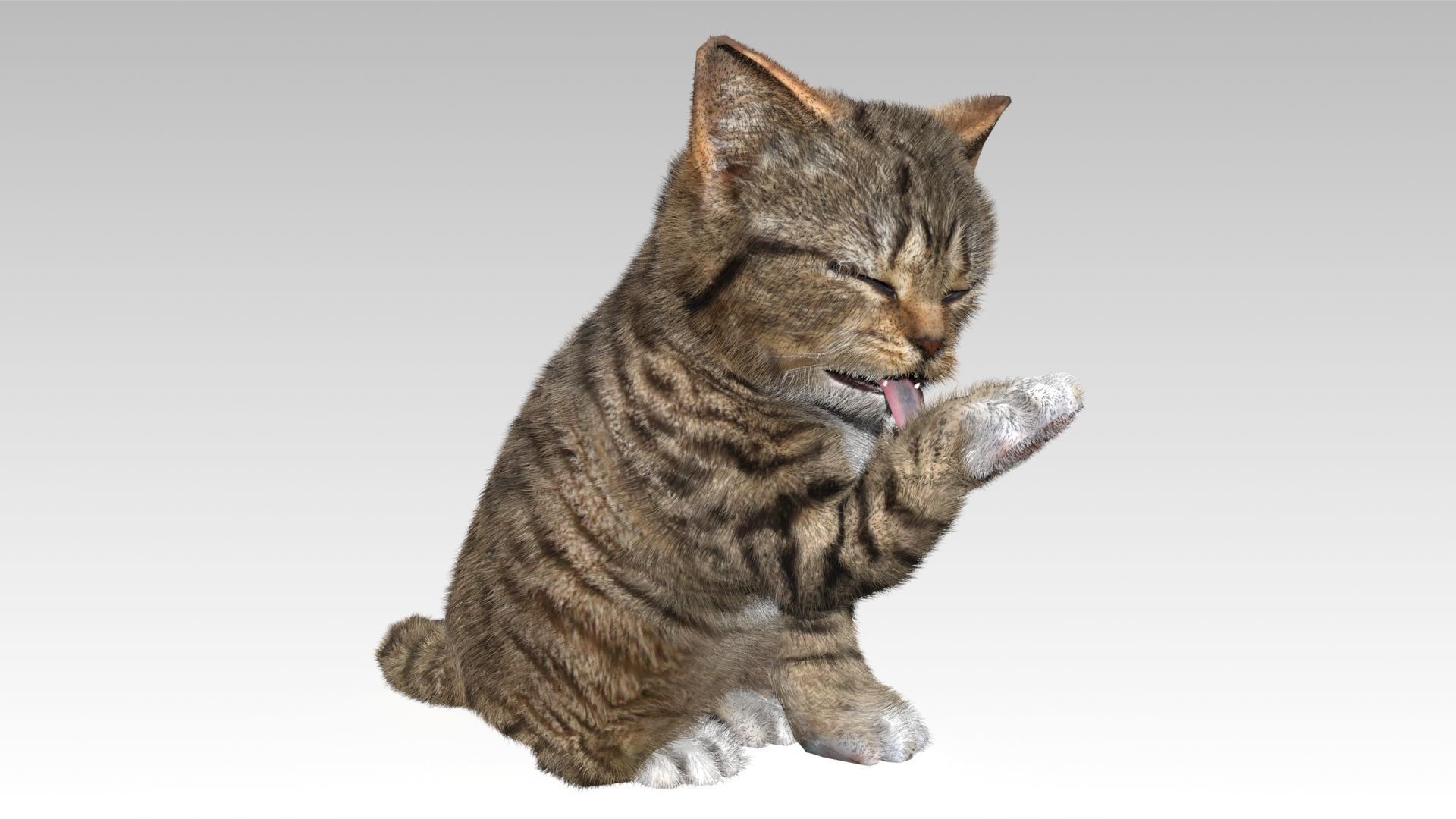 Kitten tabby cat Low-poly 3D model_4