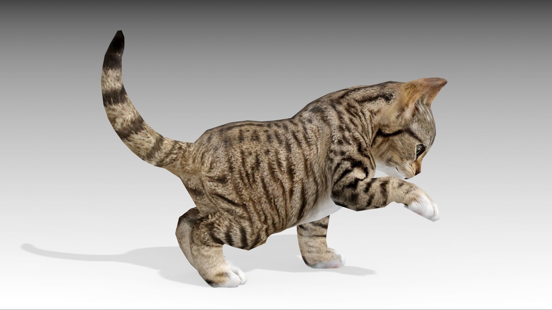 Kitten tabby cat Low-poly 3D model_26