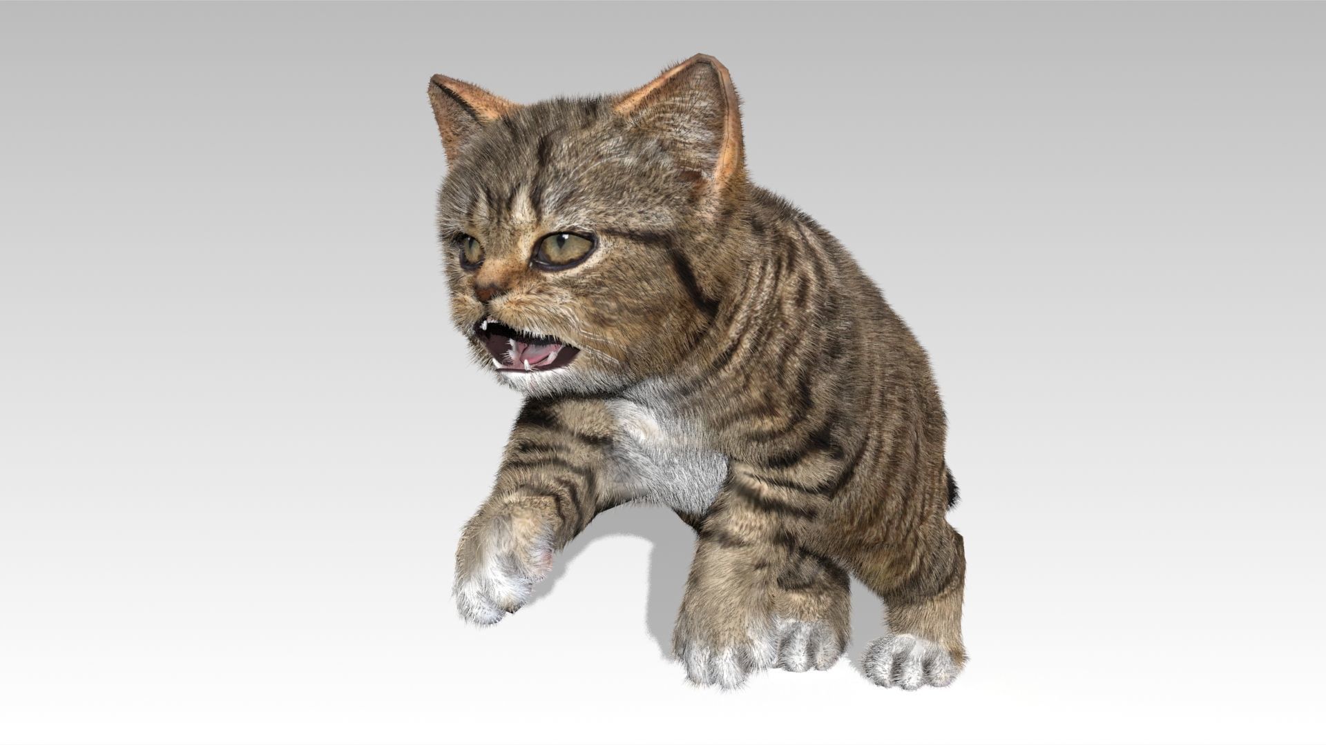 Kitten tabby cat Low-poly 3D model_10
