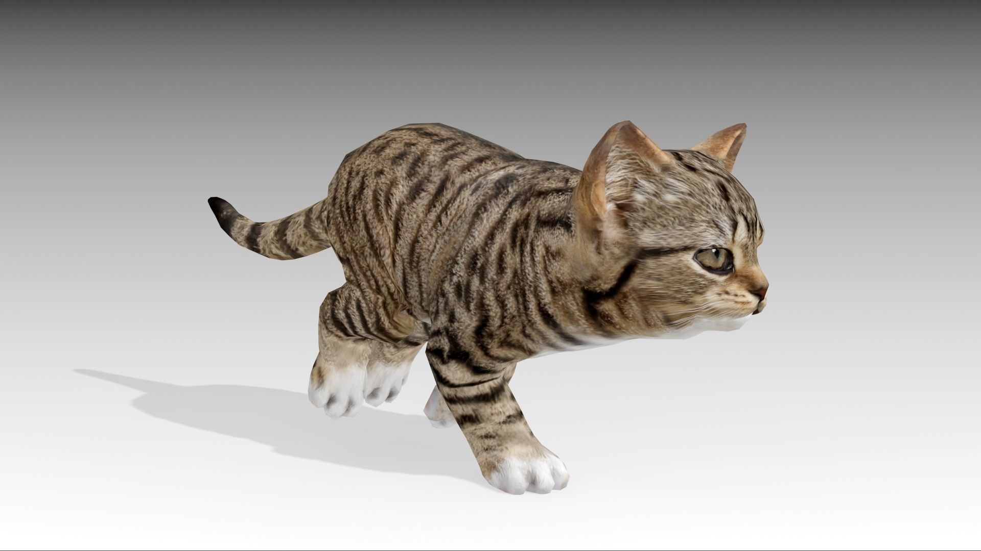 Kitten tabby cat Low-poly 3D model_22