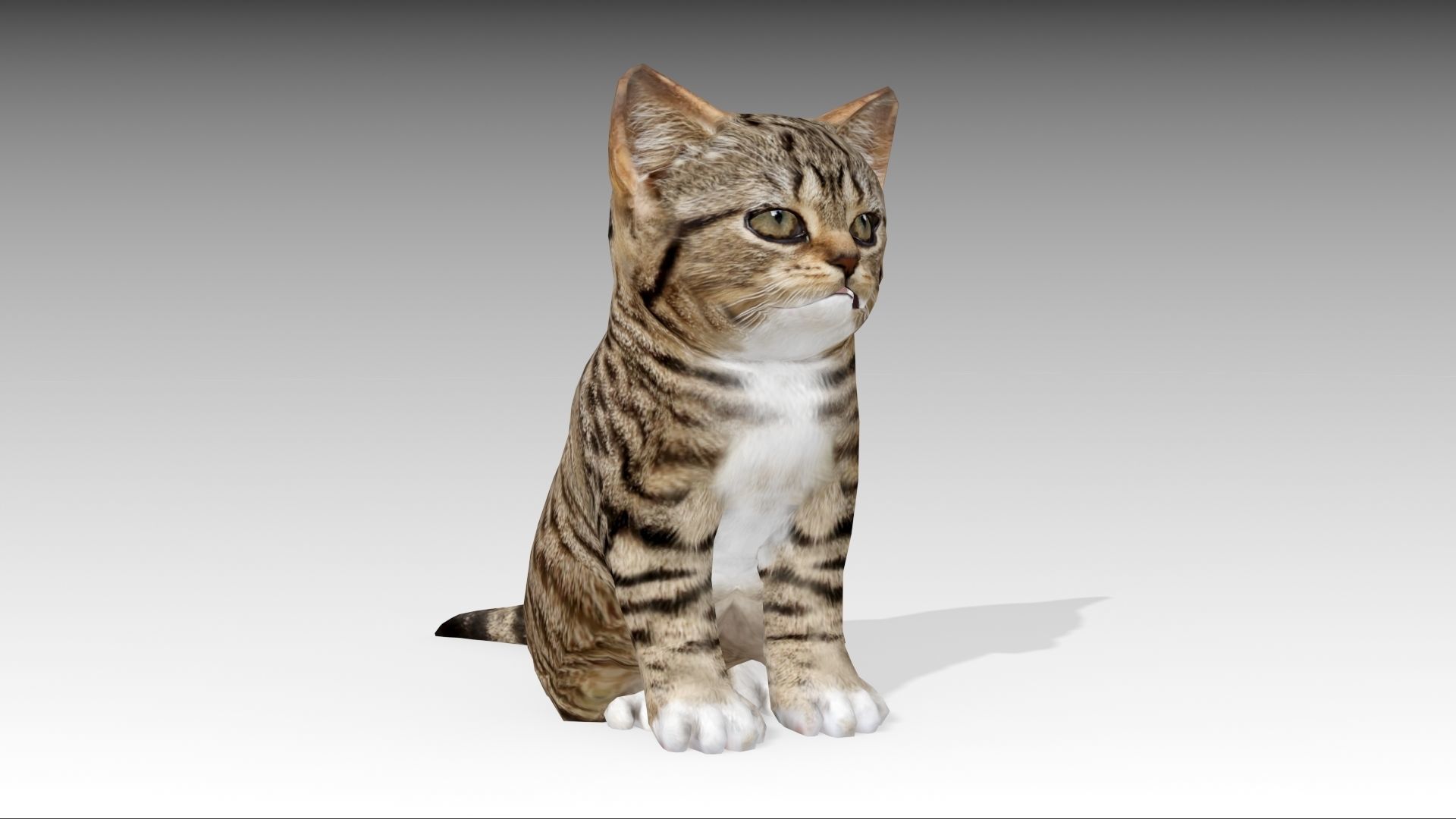 Kitten tabby cat Low-poly 3D model_17