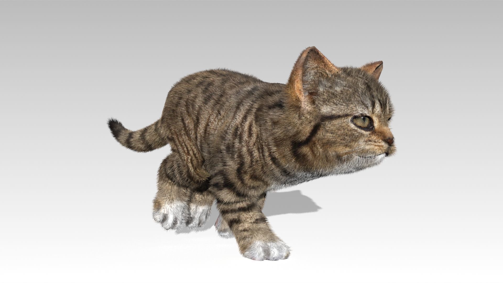 Kitten tabby cat Low-poly 3D model_8