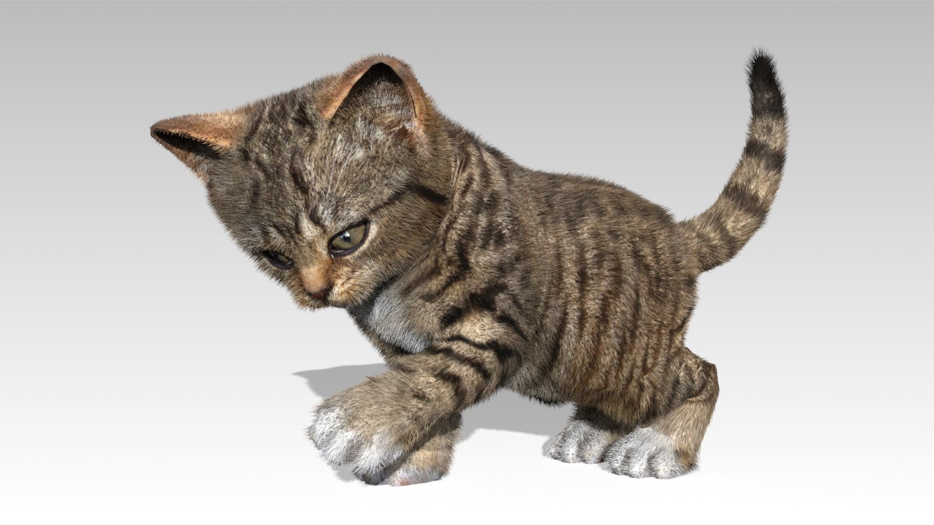 Kitten tabby cat Low-poly 3D model_13