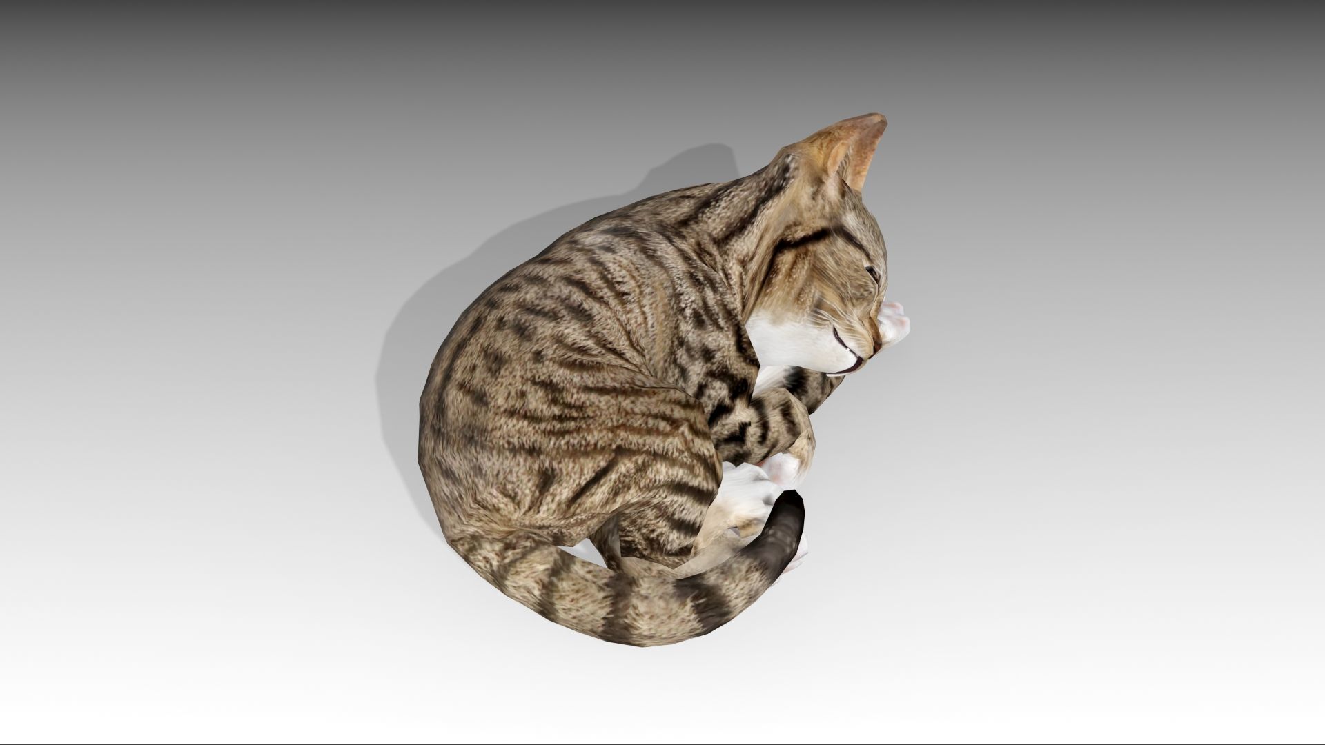 Kitten tabby cat Low-poly 3D model_19