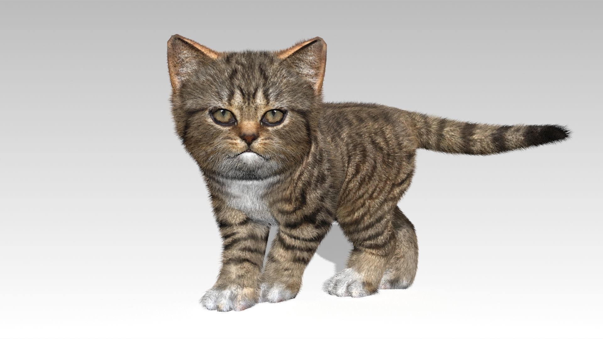 Kitten tabby cat Low-poly 3D model_9