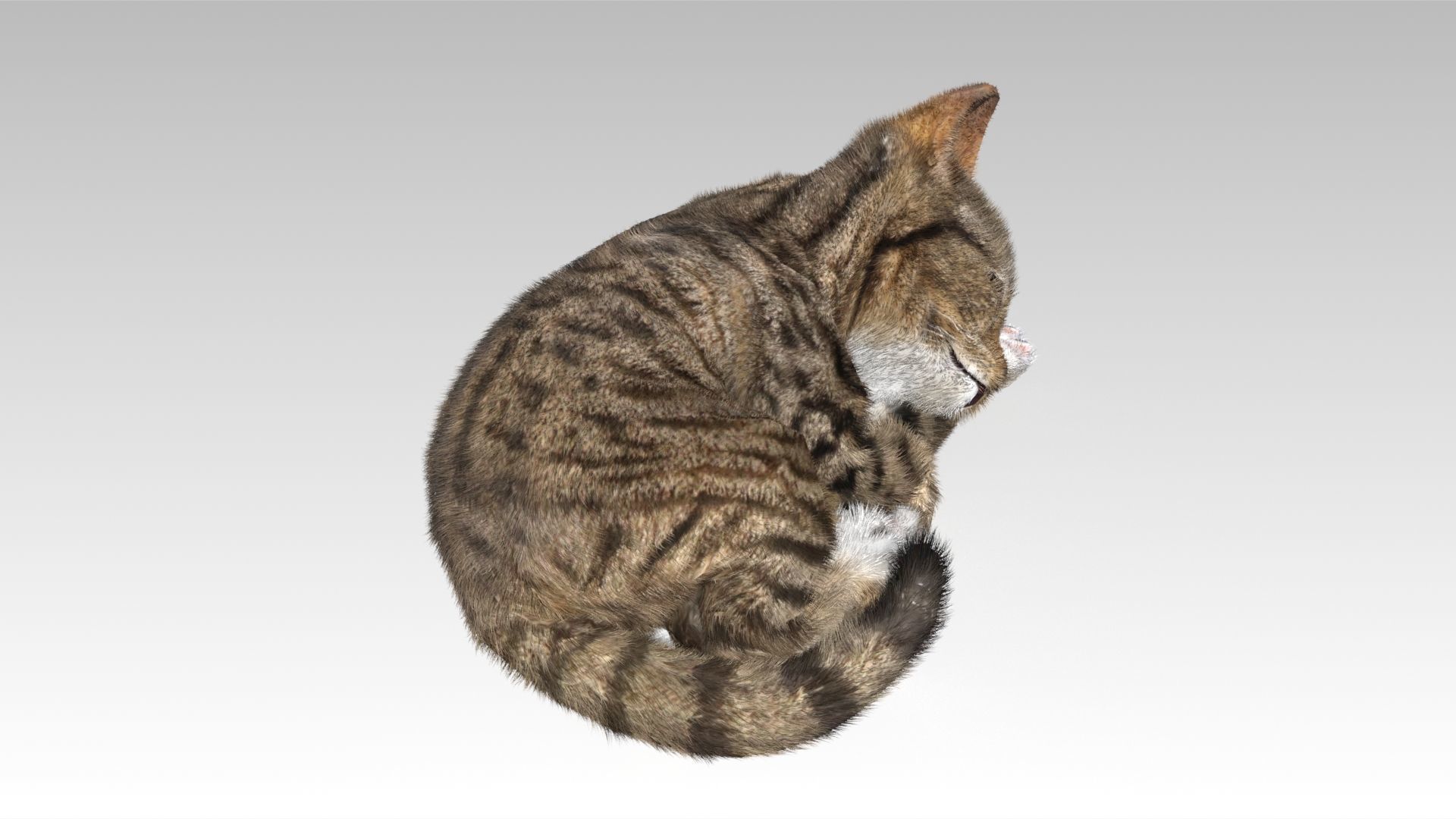 Kitten tabby cat Low-poly 3D model_5