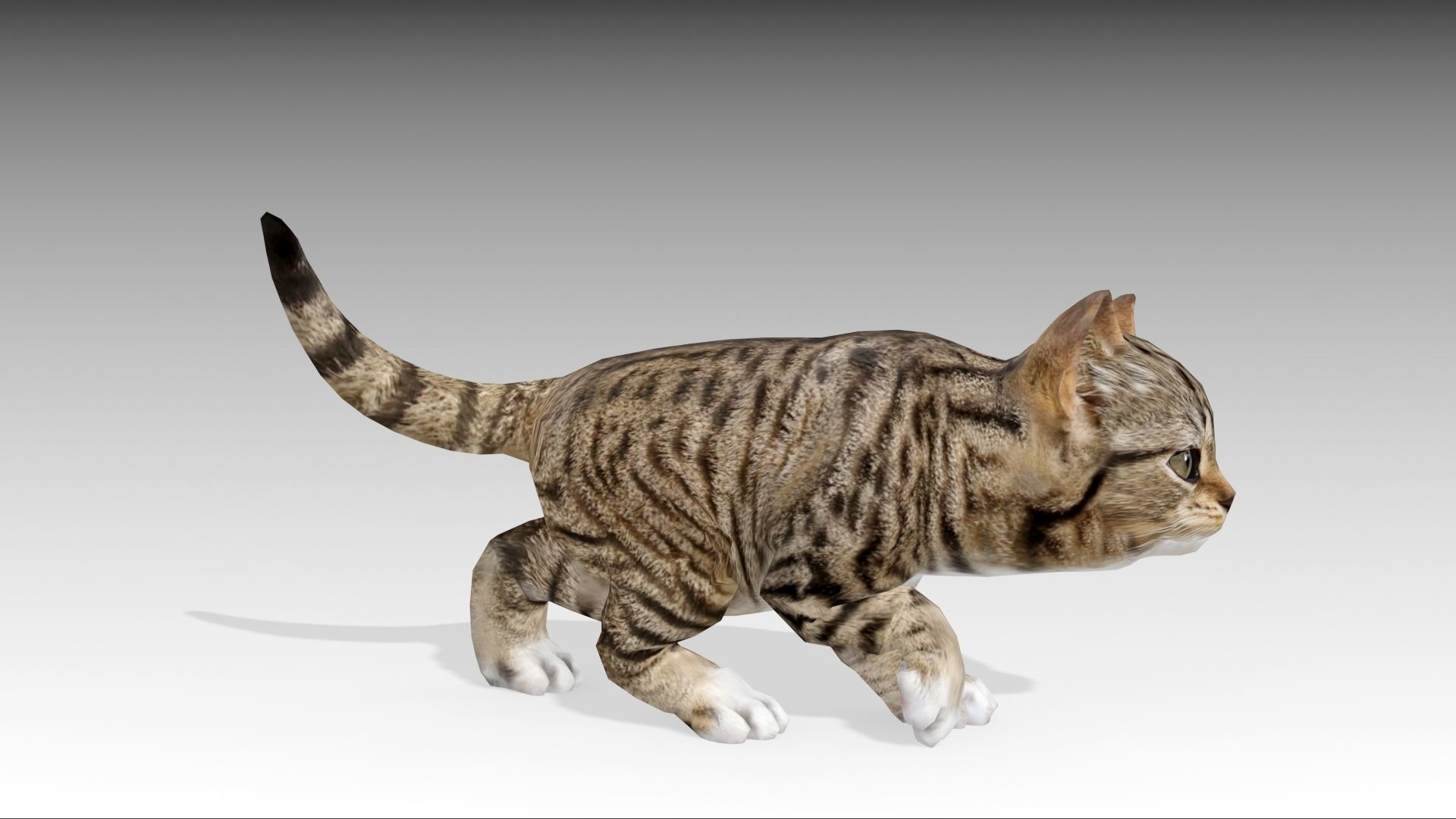 Kitten tabby cat Low-poly 3D model_25
