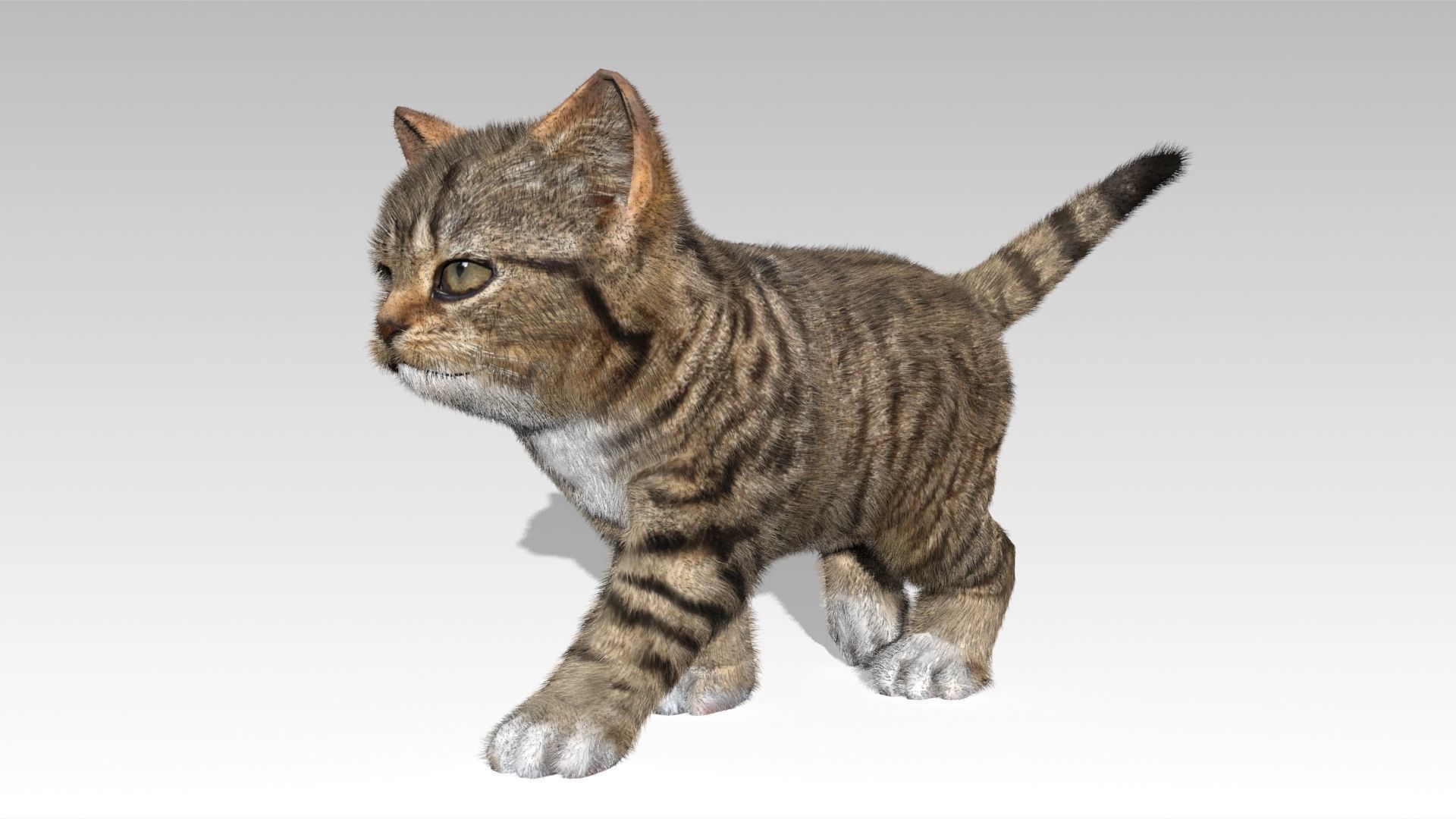Kitten tabby cat Low-poly 3D model_7