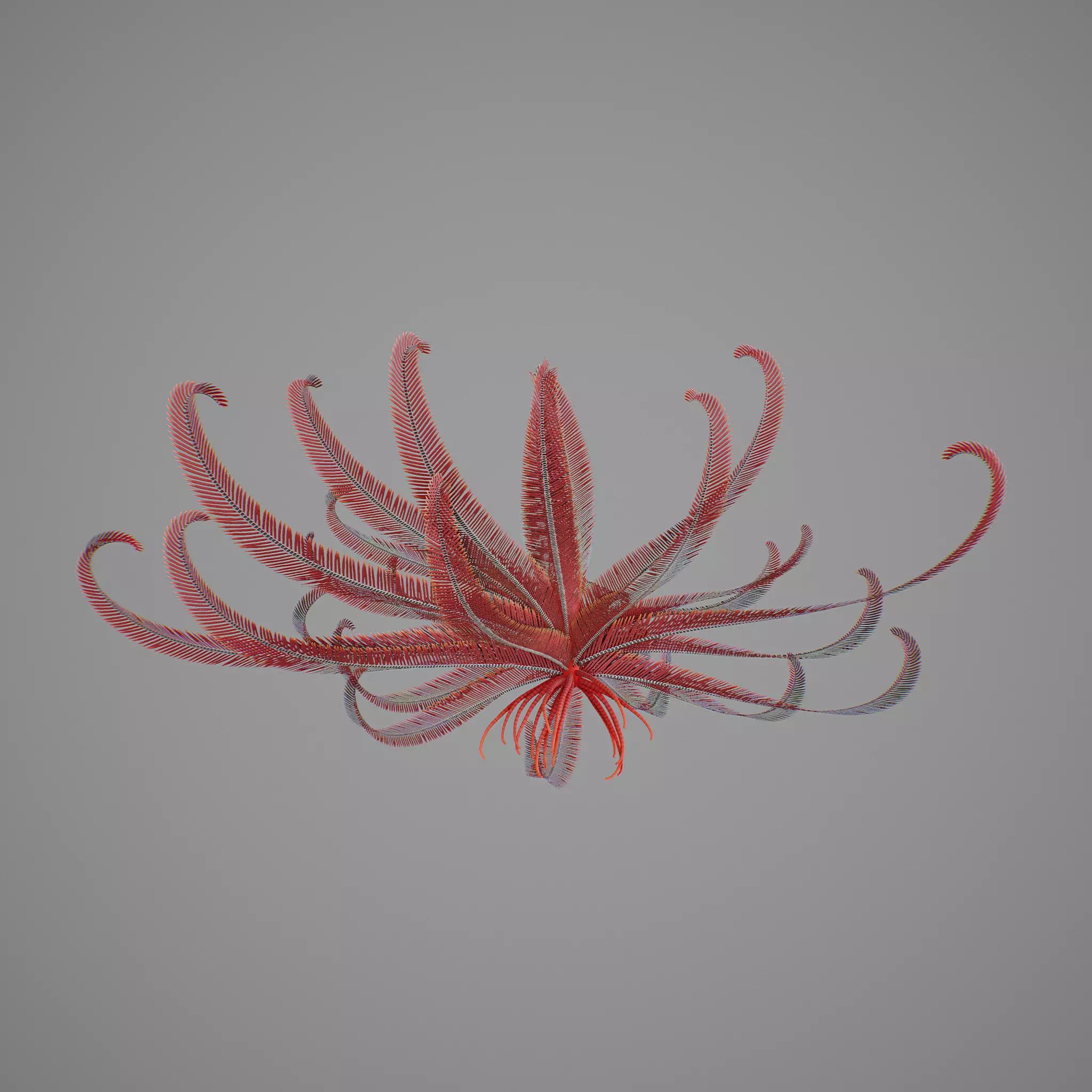 Crinoid V2 Low-poly 3D model
