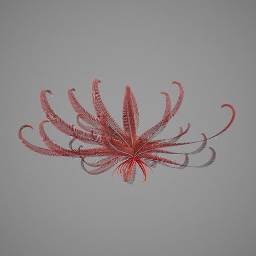 Crinoid V2 Low-poly 3D model
