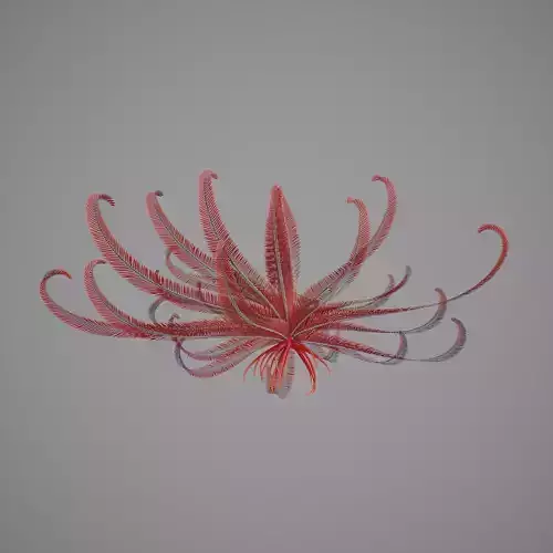 Crinoid V2 Low-poly 3D model