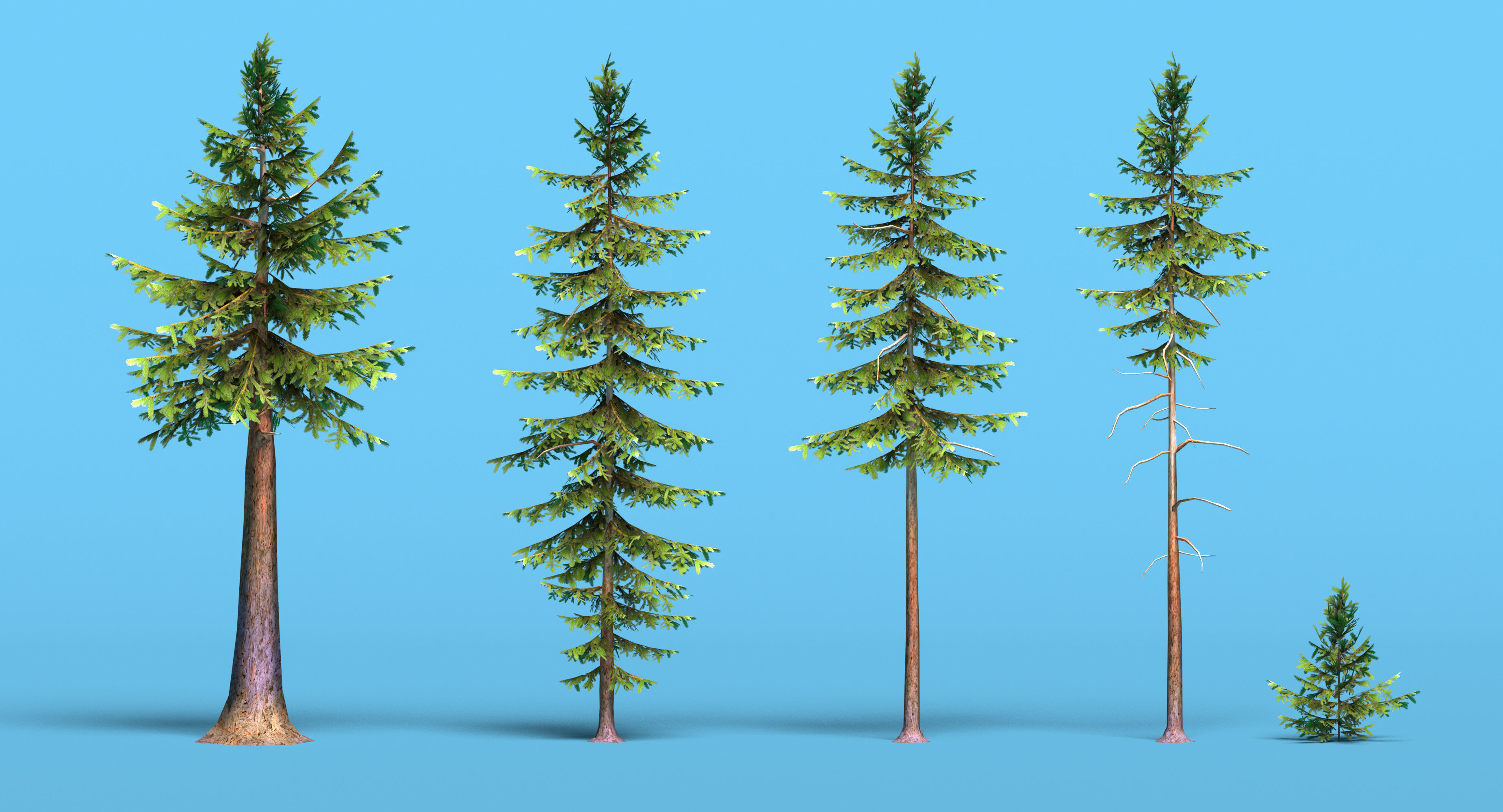 Conifer trees pines low poly Set of 10 items Low-poly 3D model_6