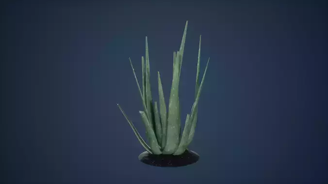 Aloevera Low Poly Game Ready aloe plant