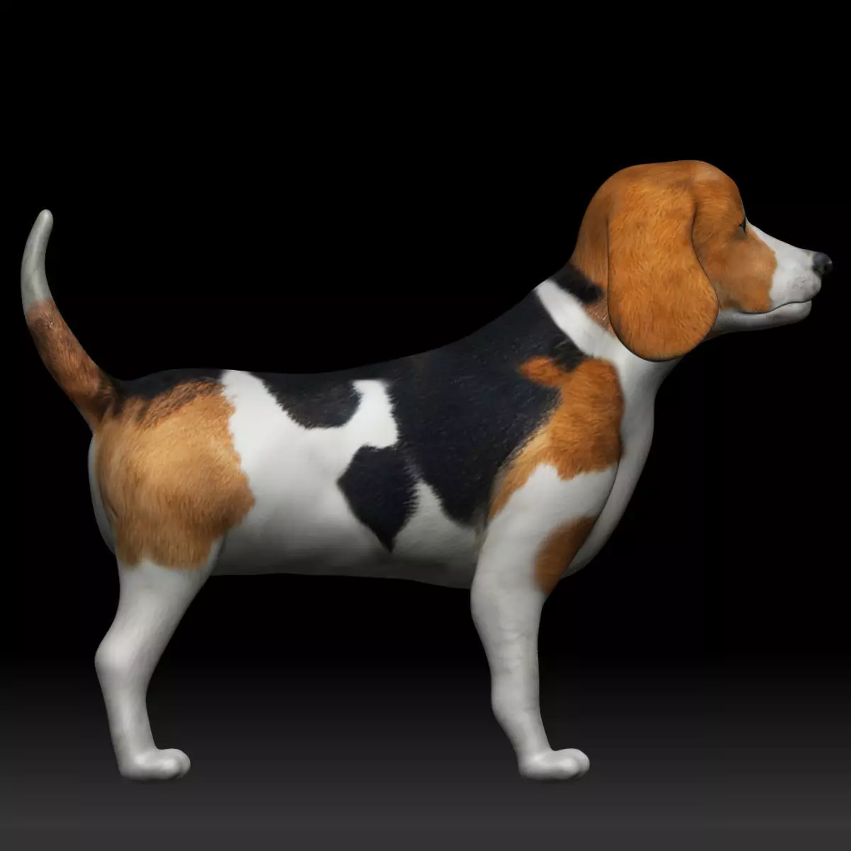 Beagle Dog Low-poly 3D model_0