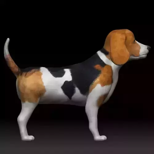 Beagle Dog