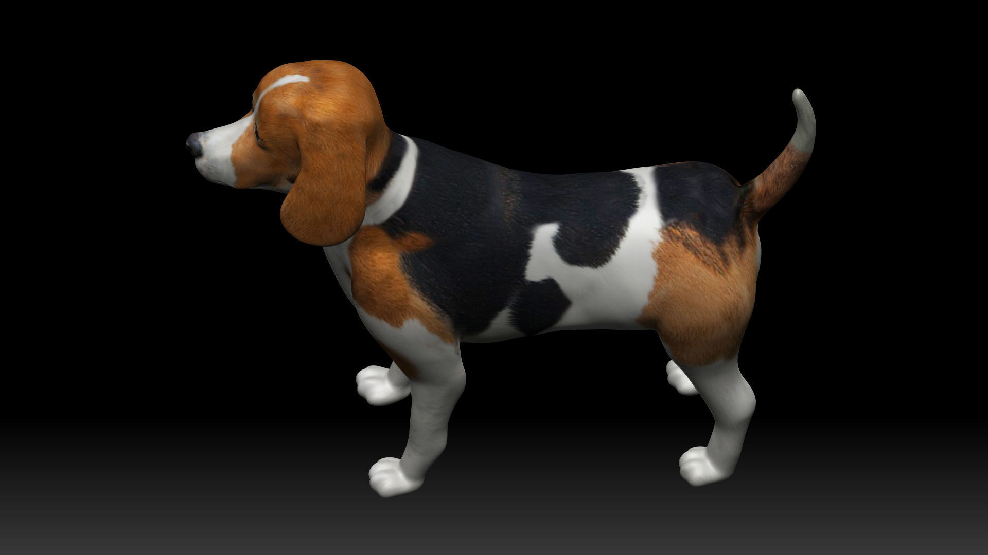 Beagle Dog Low-poly 3D model_4