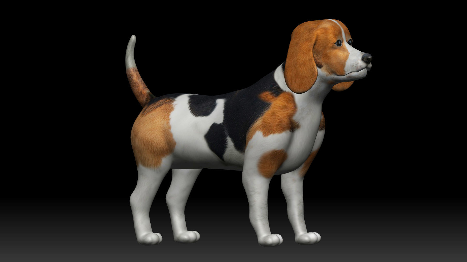 Beagle Dog Low-poly 3D model_1