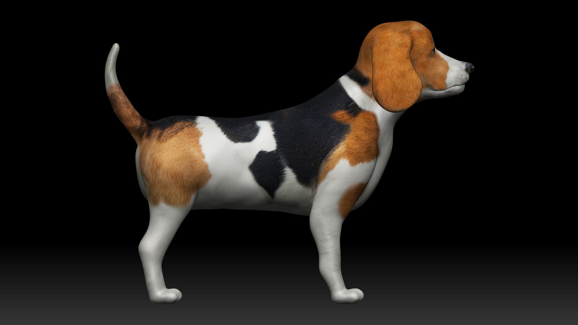 Beagle Dog Low-poly 3D model_3