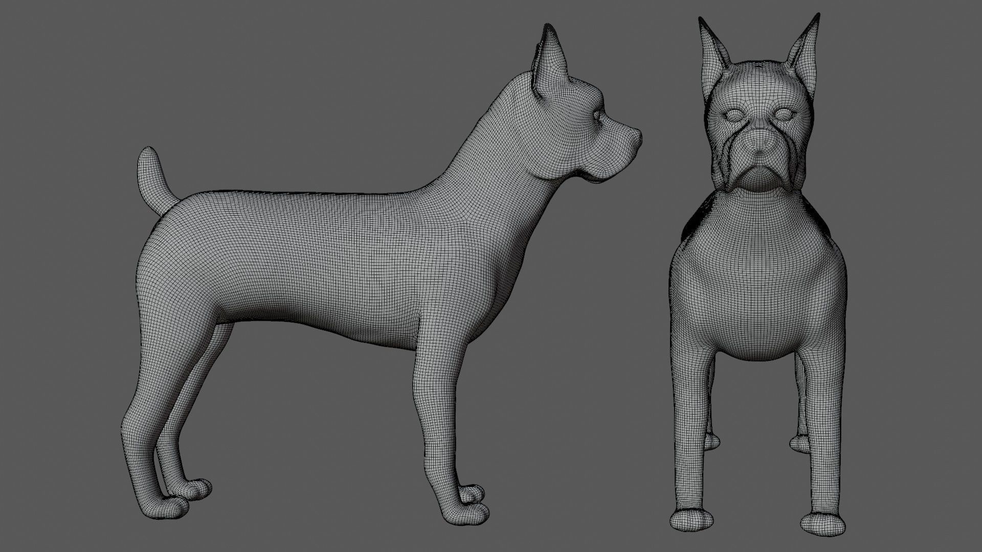 Boxer Dog Low-poly 3D model_1
