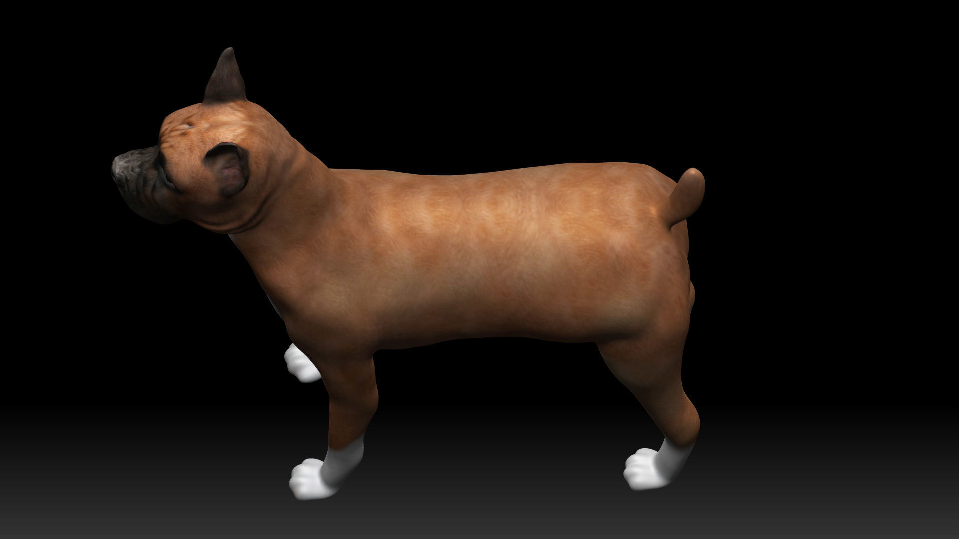 Boxer Dog Low-poly 3D model_5