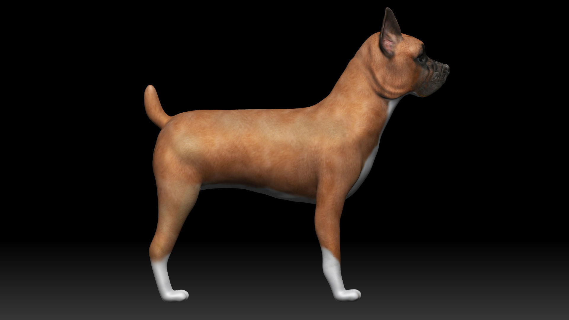 Boxer Dog Low-poly 3D model_4