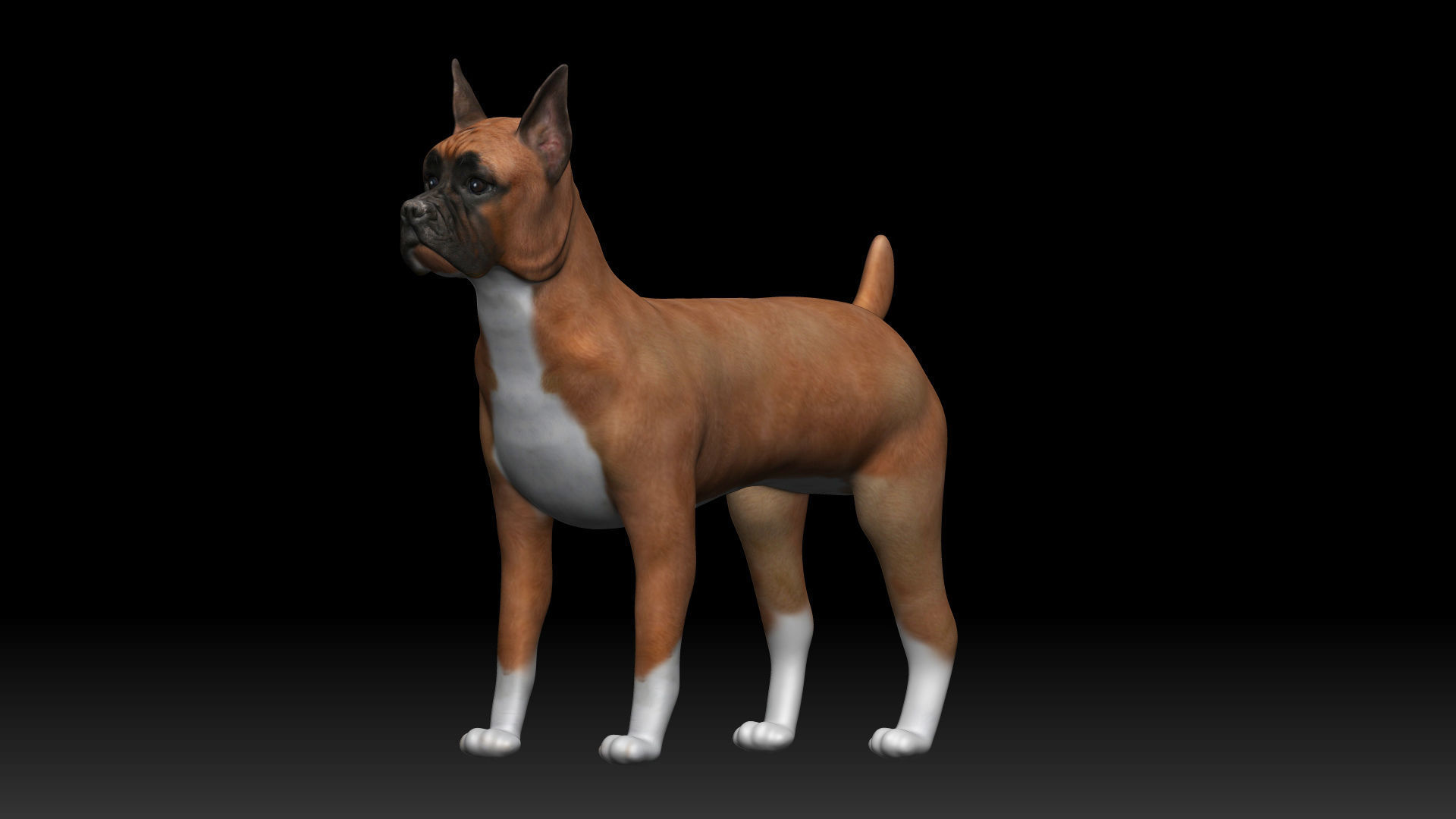 Boxer Dog Low-poly 3D model_2