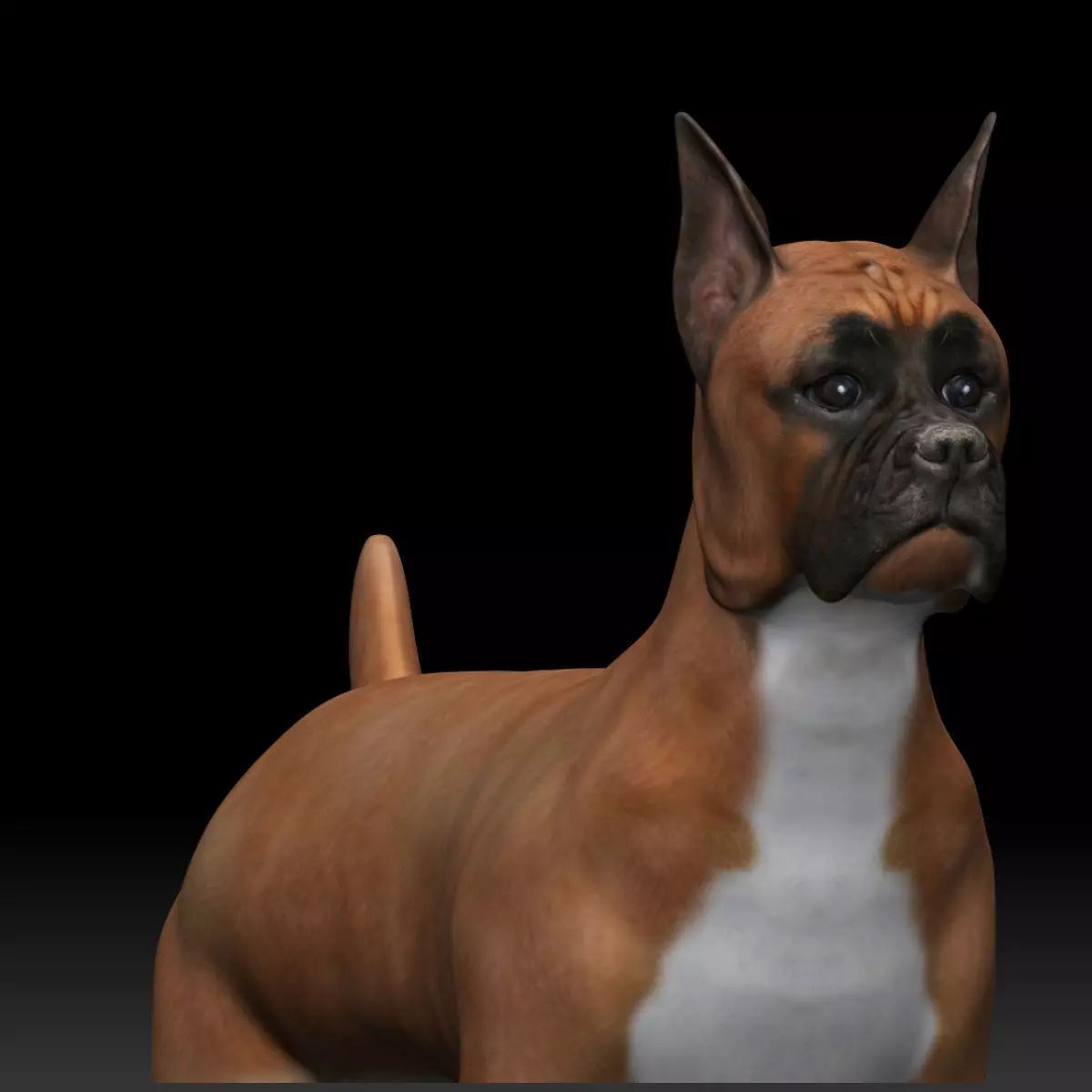 Boxer Dog Low-poly 3D model_0