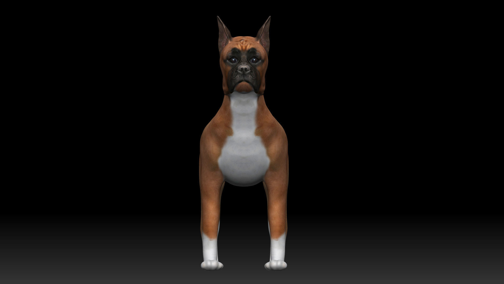 Boxer Dog Low-poly 3D model_3