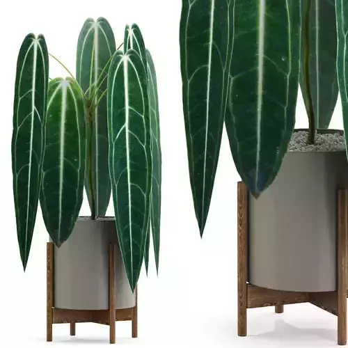 Plants collection 530 3D model